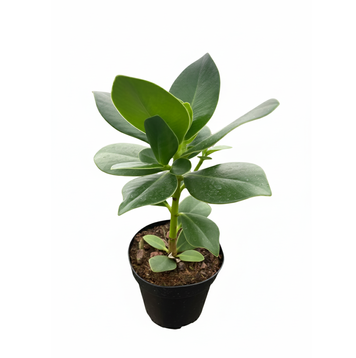 4 inch Clusia &#39;Princess&#39; (Autograph Plant), 4 inch houseplants for sale, buy live plants online, gifts for plant lovers