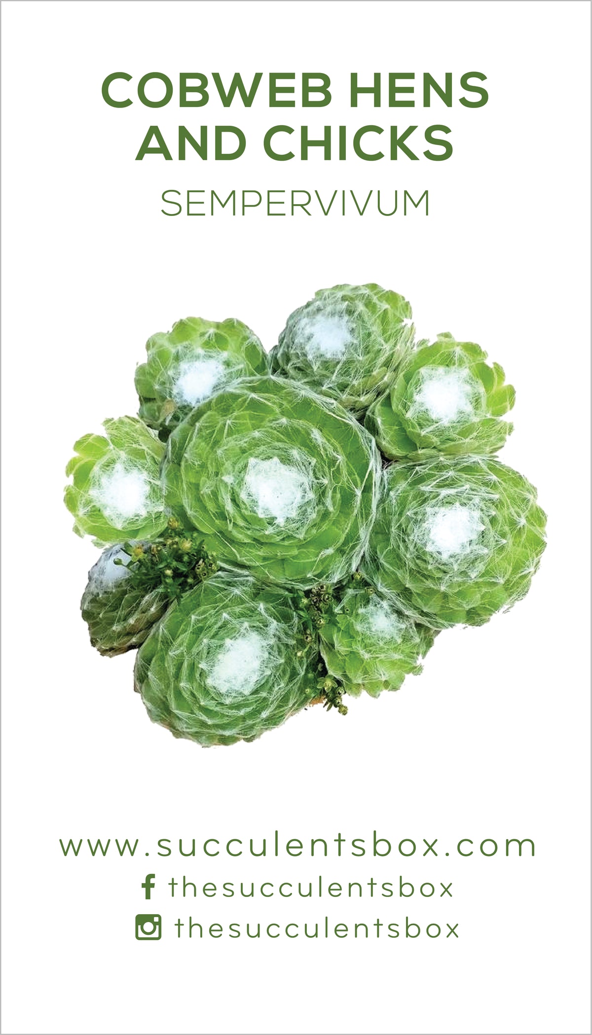 Sempervivum Succulent ID Cards