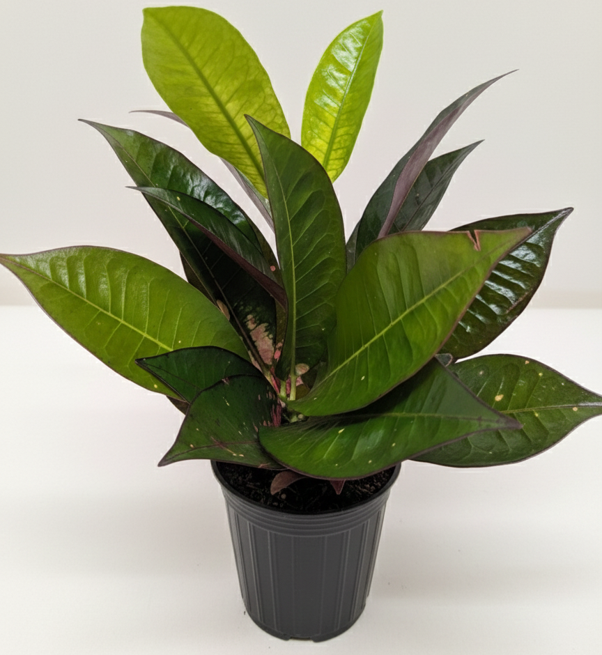 Codiaeum variegatum ‘Iceton’ 4 inch for sale online, tropical houseplant, colorful foliage, variegated plant