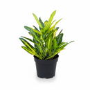 Buy Croton Sunny Star Yellow variegated tropical plants, Perfect houseplant for patios or indoor decor