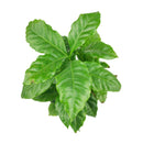 coffee plant, Coffea arabica, coffee plant indoors, coffee plants as houseplants, best place to buy house plants