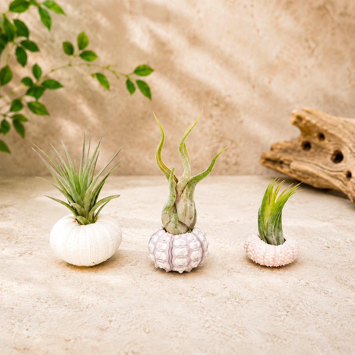 Collection of 3 Unique Urchins with Tillandsia Air Plants for sale, assorted sea urchin air plant set, decorative coastal air plant collection, handcrafted sea urchin shell planters, tropical tillandsia air plant arrangement, beach themed home decor plants, unique air plant display set, natural sea urchin shell air plant holders