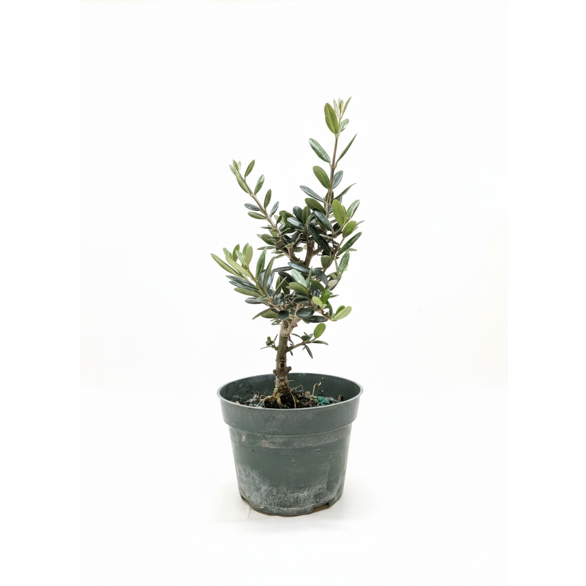 buying an olive tree online, small olive tree, easy to care indoor plants, decorative houseplants