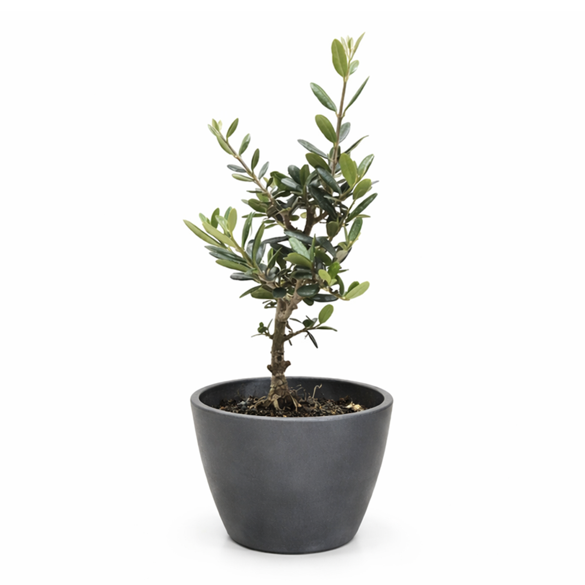 olea europaea indoor plant Common Olive Tree (Olea europaea)