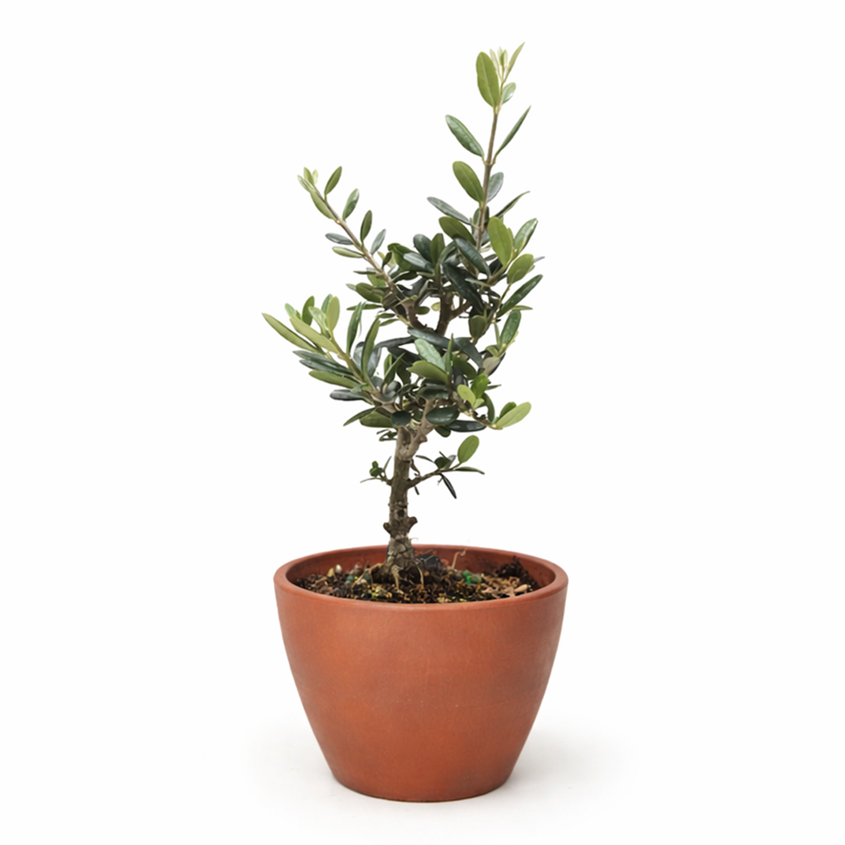 Common Olive Tree (Olea europaea)