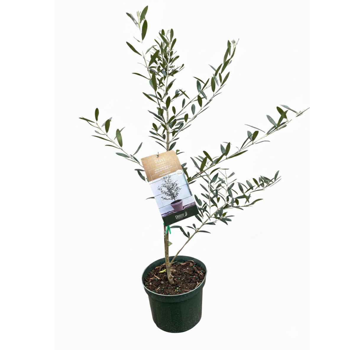 6 inch olive tree in plastic pot, drought-tolerant houseplants, Silvery-green leaves houseplants