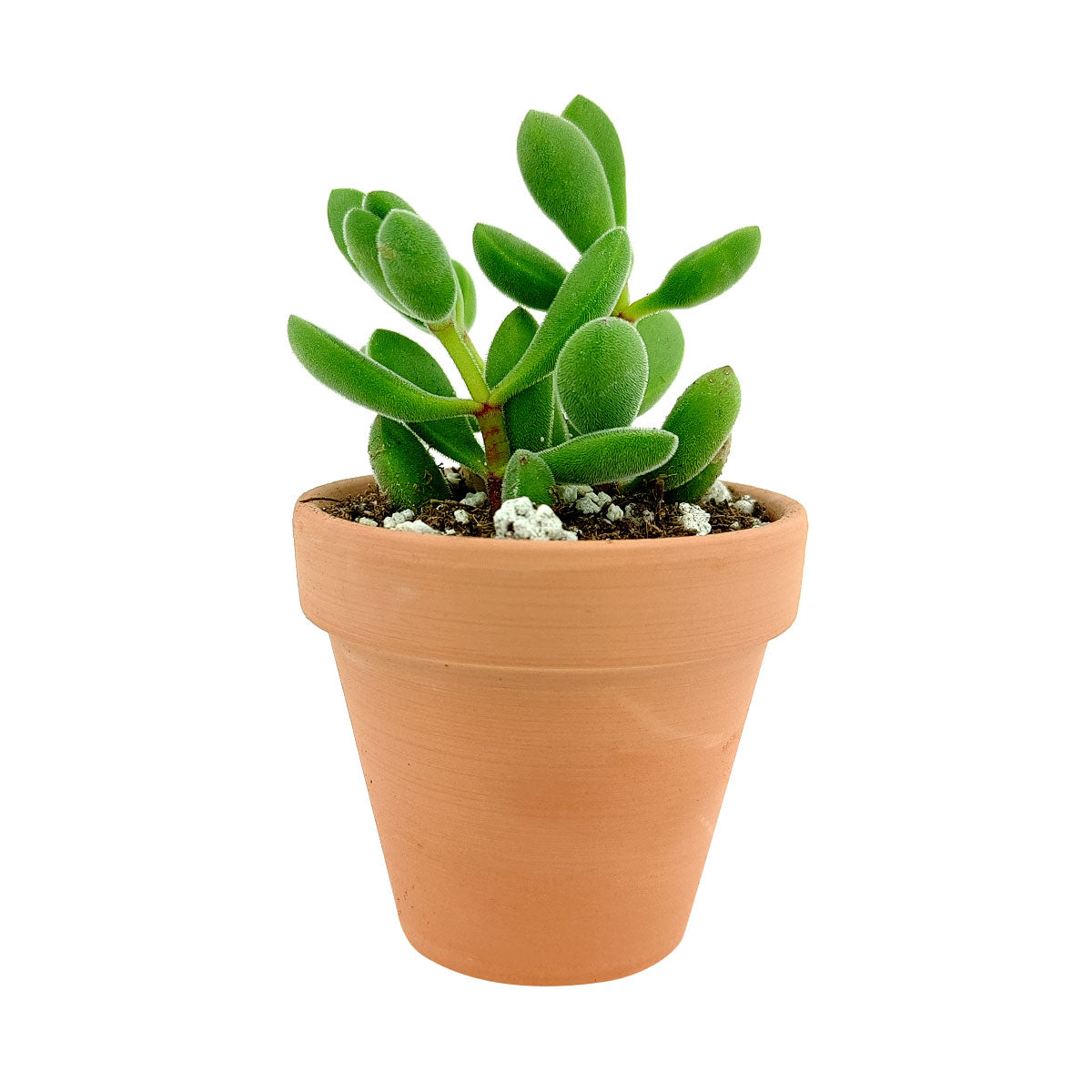 green bean succulent care Crassula Congesta Green Beans - Chubby Succulent Plant and Care Guide