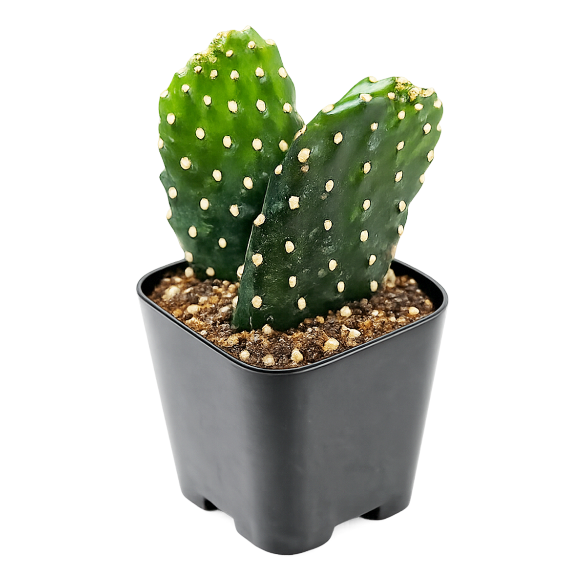 Roadkill Cactus for sale, how to grow succulents, succulent plant, succulent care tips, succulent subscription, succulents garden, Succulents, Succulents shop near me, Rare succulents
