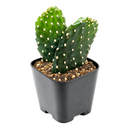 2 inch Consolea rubescens - Roadkill Cactus live plant for sale, low maintenance cactus plant, rare Caribbean cactus succulent, decorative potted cactus plant, cactus for xeriscape gardens, sun loving desert plant, collectible cactus specimen