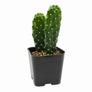 2 inch Consolea rubescens - Roadkill Cactus live plant for sale, low maintenance cactus plant, rare Caribbean cactus succulent, decorative potted cactus plant, cactus for xeriscape gardens, sun loving desert plant, collectible cactus specimen
