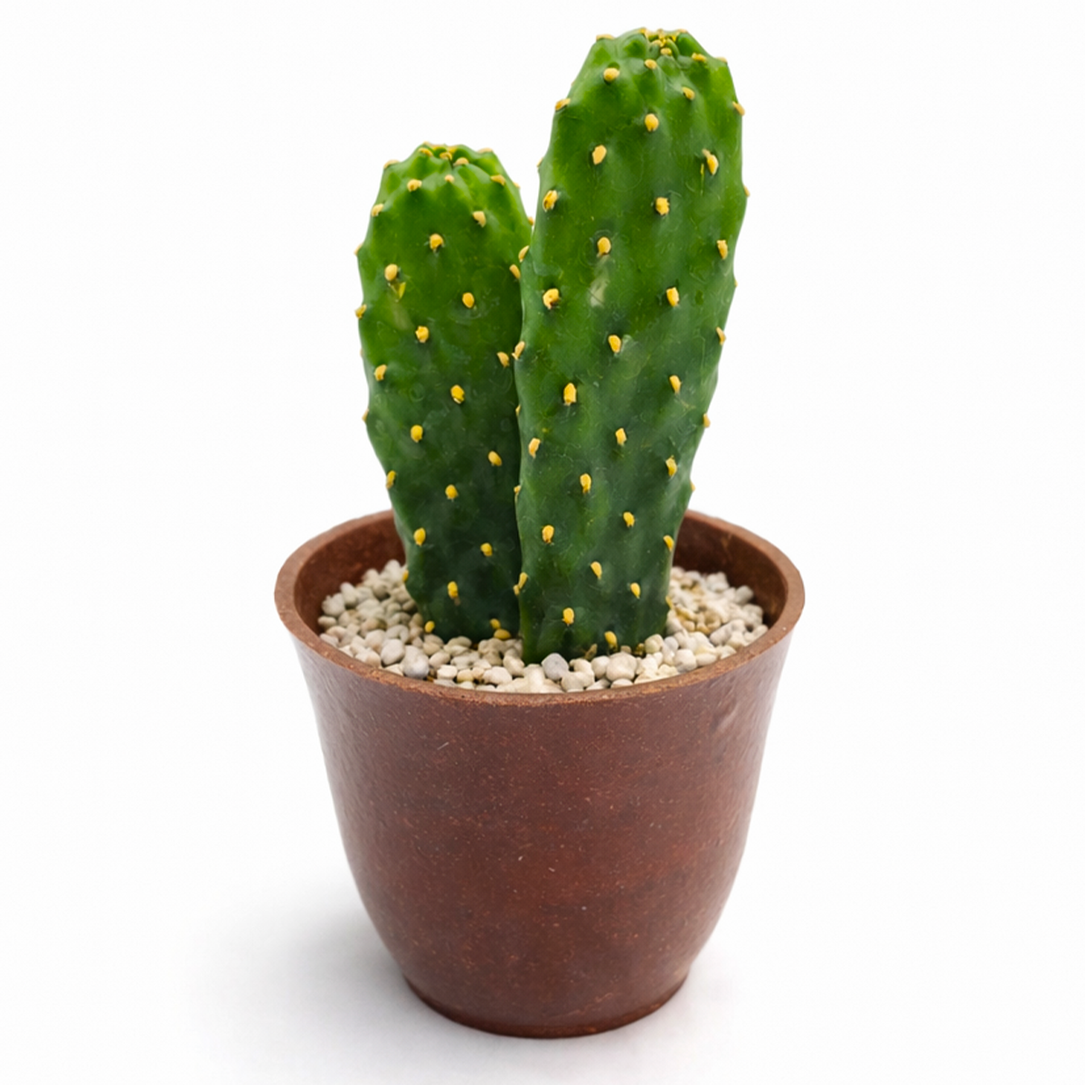 2 inch Consolea rubescens - Roadkill Cactus live plant for sale, low maintenance cactus plant, rare Caribbean cactus succulent, decorative potted cactus plant, cactus for xeriscape gardens, sun loving desert plant, collectible cactus specimen