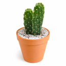 2 inch Consolea rubescens - Roadkill Cactus live plant for sale, low maintenance cactus plant, rare Caribbean cactus succulent, decorative potted cactus plant, cactus for xeriscape gardens, sun loving desert plant, collectible cactus specimen