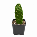 2 inch Consolea rubescens - Roadkill Cactus live plant for sale, low maintenance cactus plant, rare Caribbean cactus succulent, decorative potted cactus plant, cactus for xeriscape gardens, sun loving desert plant, collectible cactus specimen