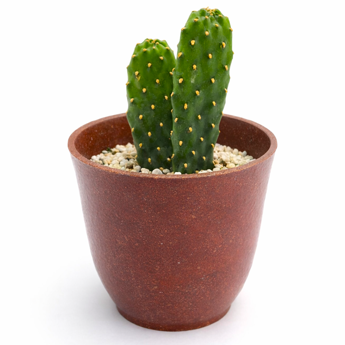 buy Consolea rubescens - Roadkill Cactus 2 inch live plant online, nursery grown cactus plant, outdoor cactus for rock gardens, cactus with sprawling pads, ornamental cactus centerpiece