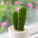 2 inch Consolea rubescens - Roadkill Cactus live plant for sale, low maintenance cactus plant, rare Caribbean cactus succulent, decorative potted cactus plant, cactus for xeriscape gardens, sun loving desert plant, collectible cactus specimen