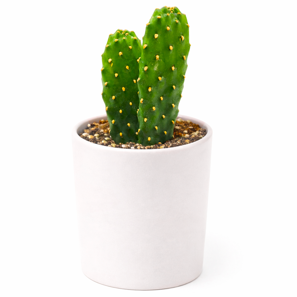 buy Consolea rubescens - Roadkill Cactus 2 inch live plant online, tropical style cactus plant, easy care cactus succulent, exotic cactus collection plant