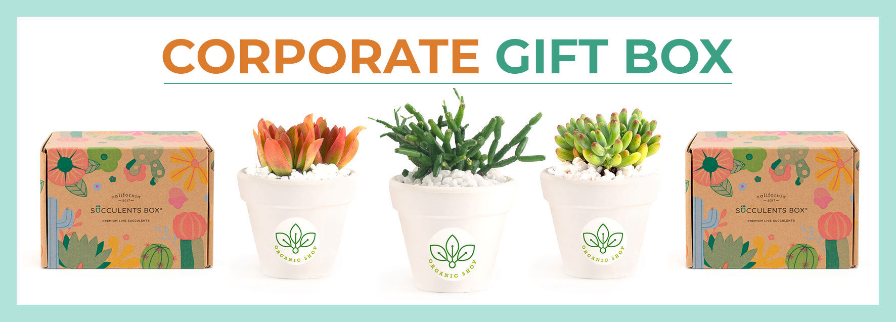 Succulent Corporate Gift Boxes for Sale, Succulent Gift Ideas, Succulents Gift Box for Sale Online