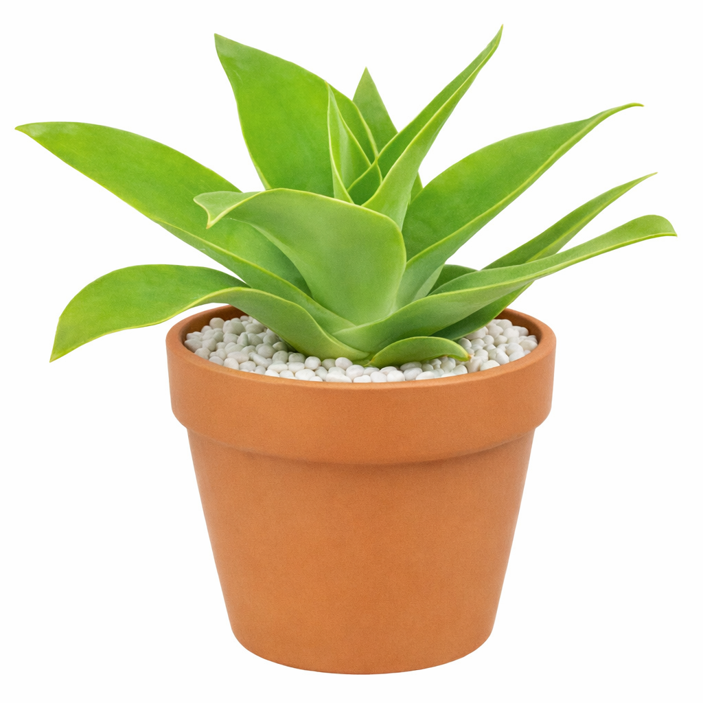 fox tail succulent Foxtail Agave - Low-maintenance Architectural Plants, Spineless Agave