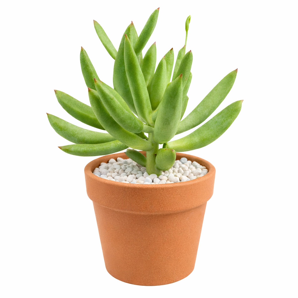 Cotyledon orbiculata 'Surprise' green succulents, indoor outdoor succulents, succulent care guide, buy succulents online