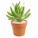 Cotyledon orbiculata 'Surprise' green succulents, indoor outdoor succulents, succulent care guide, buy succulents online