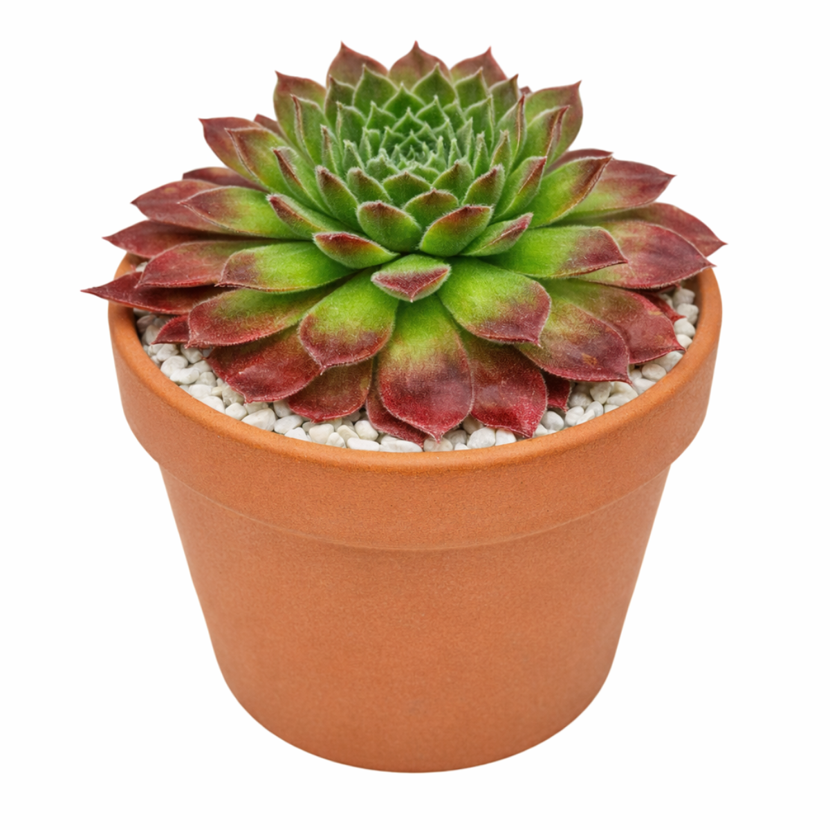 2 inch Sempervivum 'Pacific Trails', pink succulents, indoor succulents, succulent care guide, buy succulents online