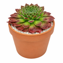 buy 2 inch sempervivum pacific trails hens and chicks online, sempervivum pacific trails colorful rosette succulent, low maintenance sempervivum for sunny gardens