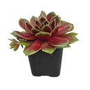 2 inch sempervivum 'coconut crystal' live succulent for sale, vivid jewel-like rosette shifting from frosty green to deep cranberry red with the seasons, firm thick succulent leaves in a dense geometric whorl, offset-producing hen and chicks clumping growth form, pet-friendly and easy care cold-hardy perennial succulent, striking architectural accent for troughs borders and outdoor pots, an excellent thoughtful gift for succulent enthusiasts in a clay pot