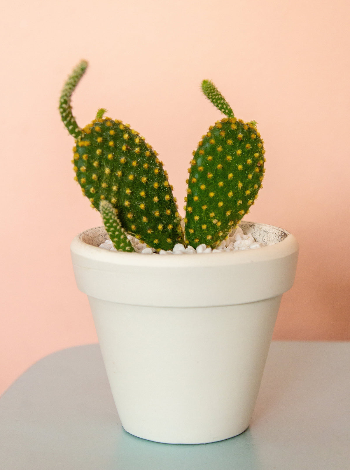 Opuntia Rufida Minima Mini Cinnamon Cactus for sale, How to care for Opuntia Rufida Minima Cinnamon Cactus, Succulent Care Guide, Rare Cactus for Gift Ideas, Miniature Prickly Pear Cactus for sale, cactus, cactus succulent, succulent cactus, cacti, cactus and succulents, succulents box, succulent shop, buy succulents online