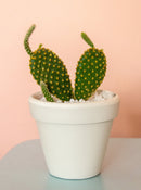 Opuntia Rufida Minima Mini Cinnamon Cactus for sale, How to care for Opuntia Rufida Minima Cinnamon Cactus, Succulent Care Guide, Rare Cactus for Gift Ideas, Miniature Prickly Pear Cactus for sale, cactus, cactus succulent, succulent cactus, cacti, cactus and succulents, succulents box, succulent shop, buy succulents online