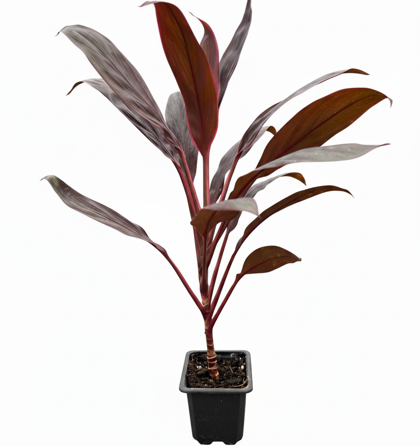 3 inch Cordyline &#39;Calypso Queen&#39;, Cordyline &#39;Calypso Queen&#39; near me, buy Cordyline &#39;Calypso Queen&#39; online, colorful houseplants