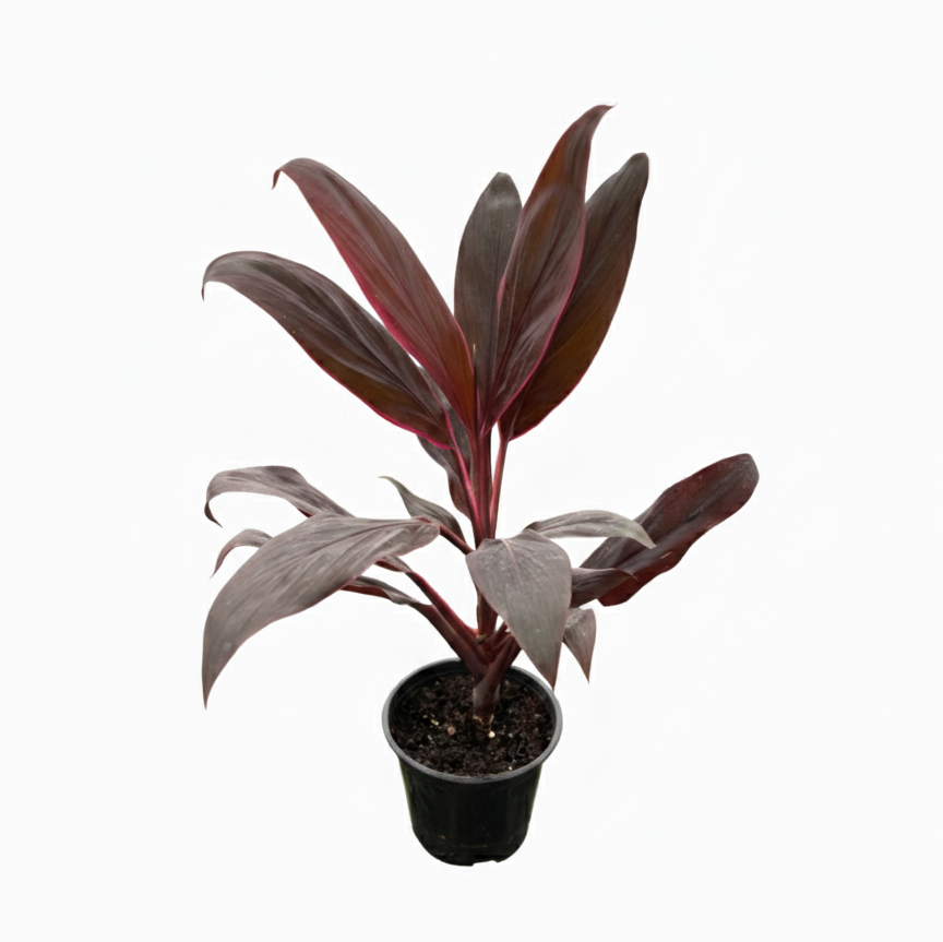 Cordyline &#39;Calypso Queen&#39;, 4 inch Cordyline &#39;Calypso Queen&#39;, colorful houseplants, 4 inch live plants, plants for sale