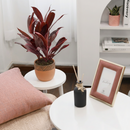 3 inch Cordyline 'Calypso Queen', Cordyline 'Calypso Queen' near me, buy Cordyline 'Calypso Queen' online, colorful houseplants