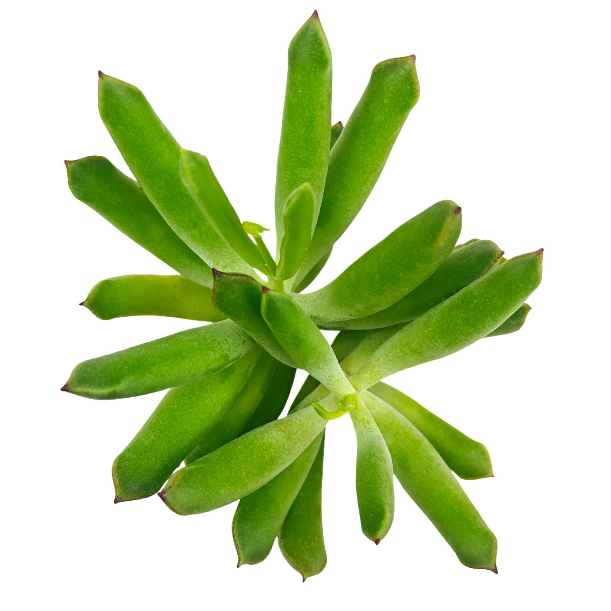 Cotyledon orbiculata 'Surprise' green succulents, indoor outdoor succulents, succulent care guide, buy succulents online