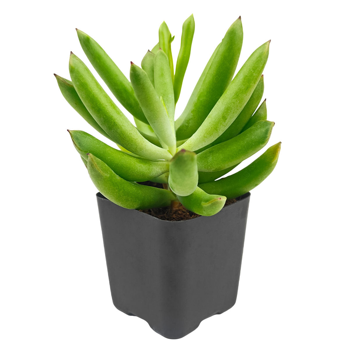 Cotyledon orbiculata 'Surprise' green succulents, indoor outdoor succulents, succulent care guide, buy succulents online