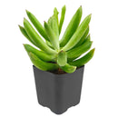 Cotyledon orbiculata 'Surprise' green succulents, indoor outdoor succulents, succulent care guide, buy succulents online