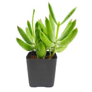 Cotyledon orbiculata 'Surprise' green succulents, indoor outdoor succulents, succulent care guide, buy succulents online