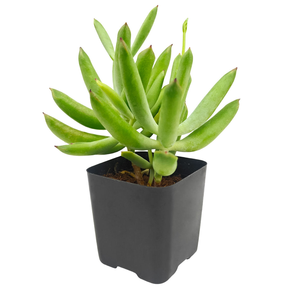 Cotyledon orbiculata 'Surprise' green succulents, indoor outdoor succulents, succulent care guide, buy succulents online