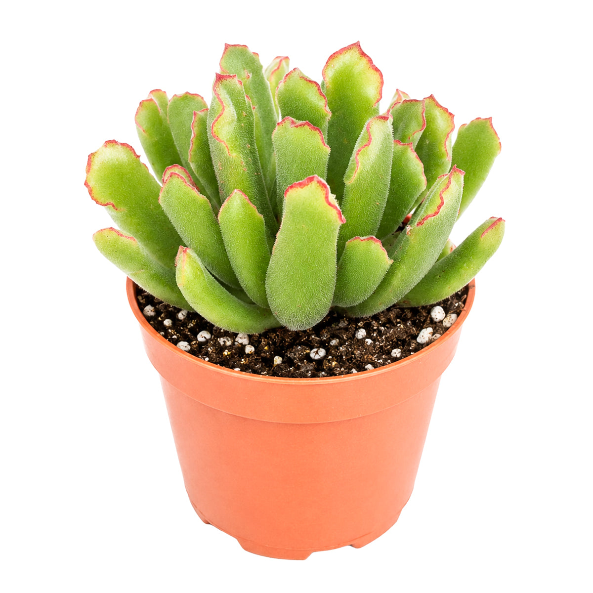 4 inch Cotyledon campanulata 'Vingers' for sale. Cotyledon campanulata 'Vingers' is a beautiful succulent with thick, decorative leaves and a compact shape that complements any indoor plant collection. It prefers bright light, well-draining soil, and infrequent watering, making it a low-maintenance choice. This charming succulent is perfect for home décor, office spaces, or as a thoughtful gift for plant lovers.