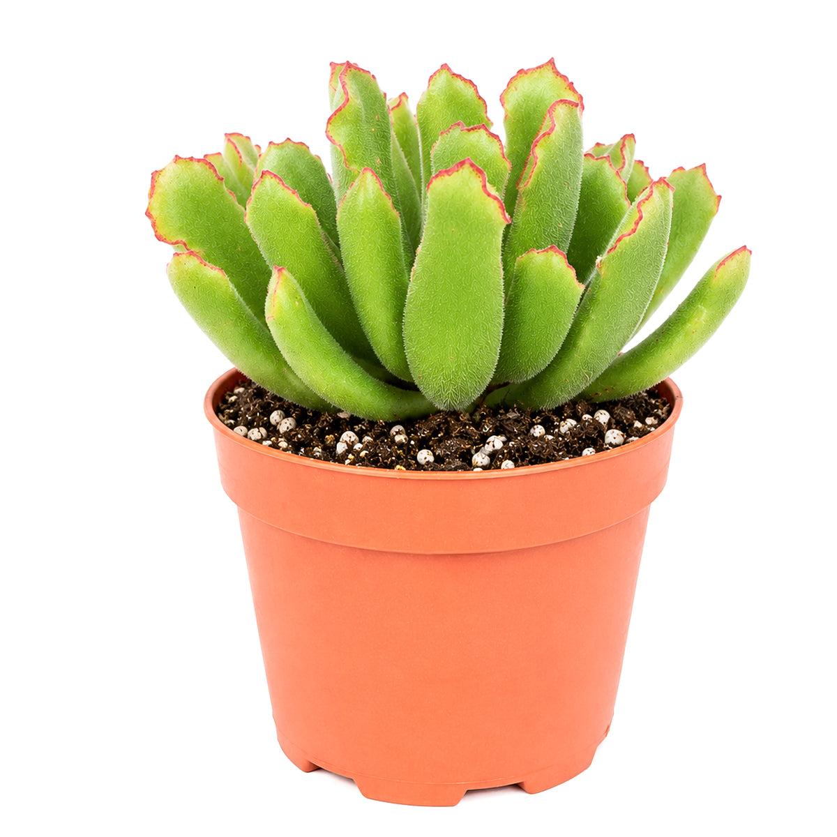Buy 4 inch Cotyledon campanulata 'Vingers' online. Cotyledon campanulata 'Vingers' is a striking succulent prized for its distinctive foliage and elegant form that brings texture and interest to any succulent display. It thrives in bright light with well-draining soil and requires only occasional watering for healthy growth. This easy-care succulent is perfect for homes, offices, or anyone looking for a unique ornamental plant.