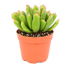 2 inch Cotyledon campanulata 'Vingers' for sale. Cotyledon campanulata 'Vingers' features fleshy, attractive leaves and a compact growth habit that makes it an eye-catching addition to any indoor space. It grows best in bright light with fast-draining soil and needs minimal watering to stay healthy. This low-maintenance succulent is ideal for beginners and experienced collectors alike.