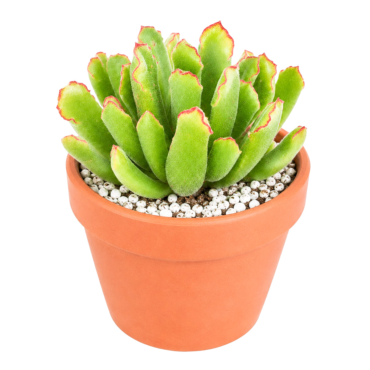 2 inch Cotyledon campanulata 'Vingers' for sale. Cotyledon campanulata 'Vingers' features fleshy, attractive leaves and a compact growth habit that makes it an eye-catching addition to any indoor space. It grows best in bright light with fast-draining soil and needs minimal watering to stay healthy. This low-maintenance succulent is ideal for beginners and experienced collectors alike.