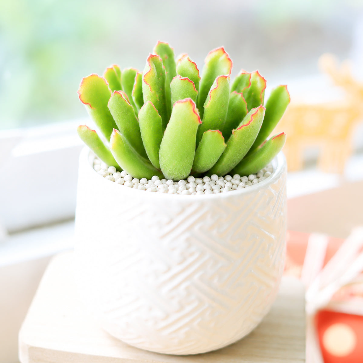 Buy 2 inch Cotyledon campanulata 'Vingers' online. Cotyledon campanulata 'Vingers' is a unique succulent admired for its thick, sculptural foliage and compact growth that adds character to any plant collection. It thrives in bright light with well-draining soil and requires only occasional watering, making it easy to care for. This distinctive succulent is perfect for homes, offices, or anyone looking to expand their collection with an unusual plant.