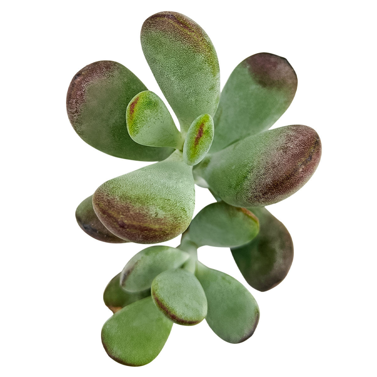 2 inch Cotyledon higginsae, green succulents, indoor outdoor succulents, succulent care guide, buy succulents online