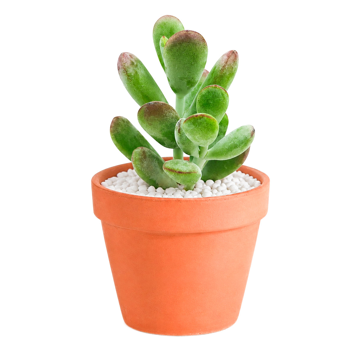 2 inch Cotyledon higginsae, green succulents, indoor outdoor succulents, succulent care guide, buy succulents online