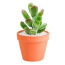2 inch Cotyledon higginsae, green succulents, indoor outdoor succulents, succulent care guide, buy succulents online