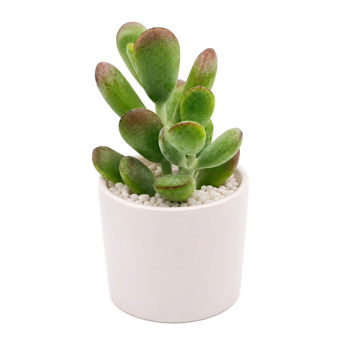 2 inch Cotyledon higginsae, green succulents, indoor outdoor succulents, succulent care guide, buy succulents online