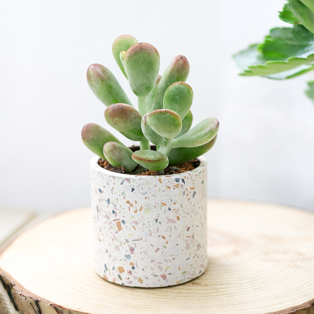 2 inch Cotyledon higginsae, green succulents, indoor outdoor succulents, succulent care guide, buy succulents online