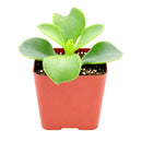 buy cotyledon orbiculata 'macrantha' live succulent 2 inch online, vivid green succulent foliage with contrasting brownish red leaf margins, multi-branched shrubby upright spreading form, slow-growing long-lived specimen with coral bell-shaped season