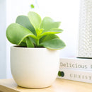 Cotyledon orbiculata 'Macrantha' in California, How to grow Cotyledon orbiculata 'Macrantha', rare succulents, rare succulents for sale, unique succulents