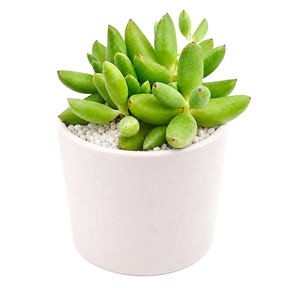 Cotyledon orbiculata 'Tiny Wonder' for sale, how to grow succulents, succulent plant, succulent care tips, succulent subscription, succulents garden, Succulents, Succulents shop near me, Rare succulents